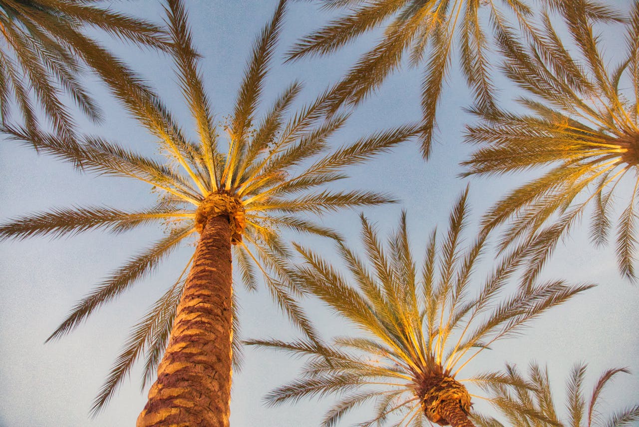 The Best Dispensaries in California - Our Top Picks