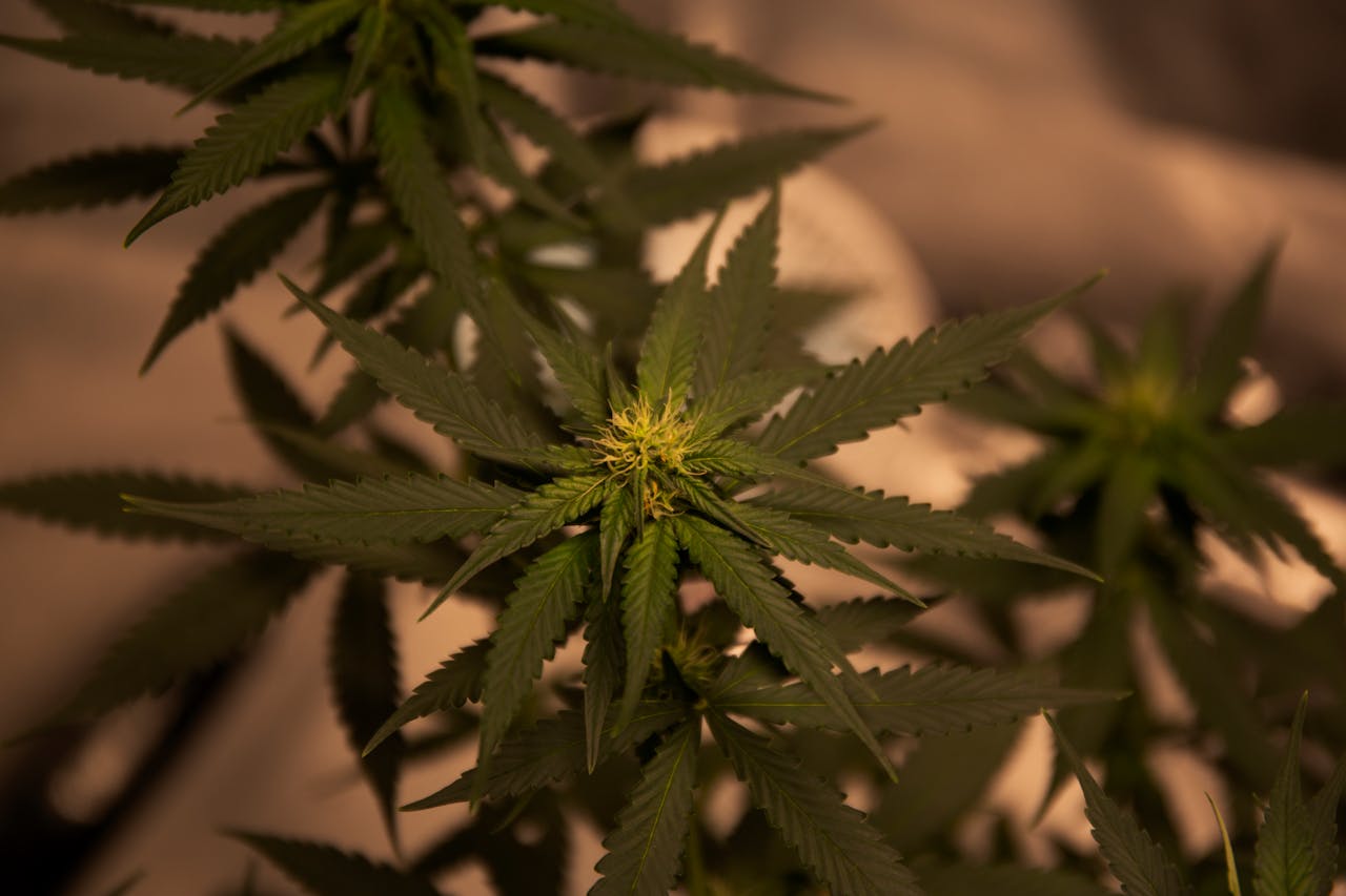 Hemp vs. Cannabis - What’s The Difference?