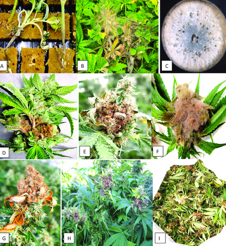 Bud rot images