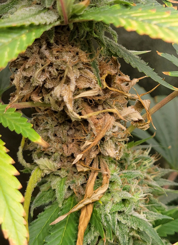 Late flowering on cannabis plant